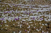 22_Tappeto di crocus